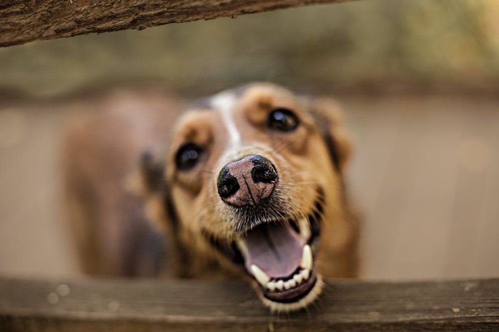 Улыбка собаки