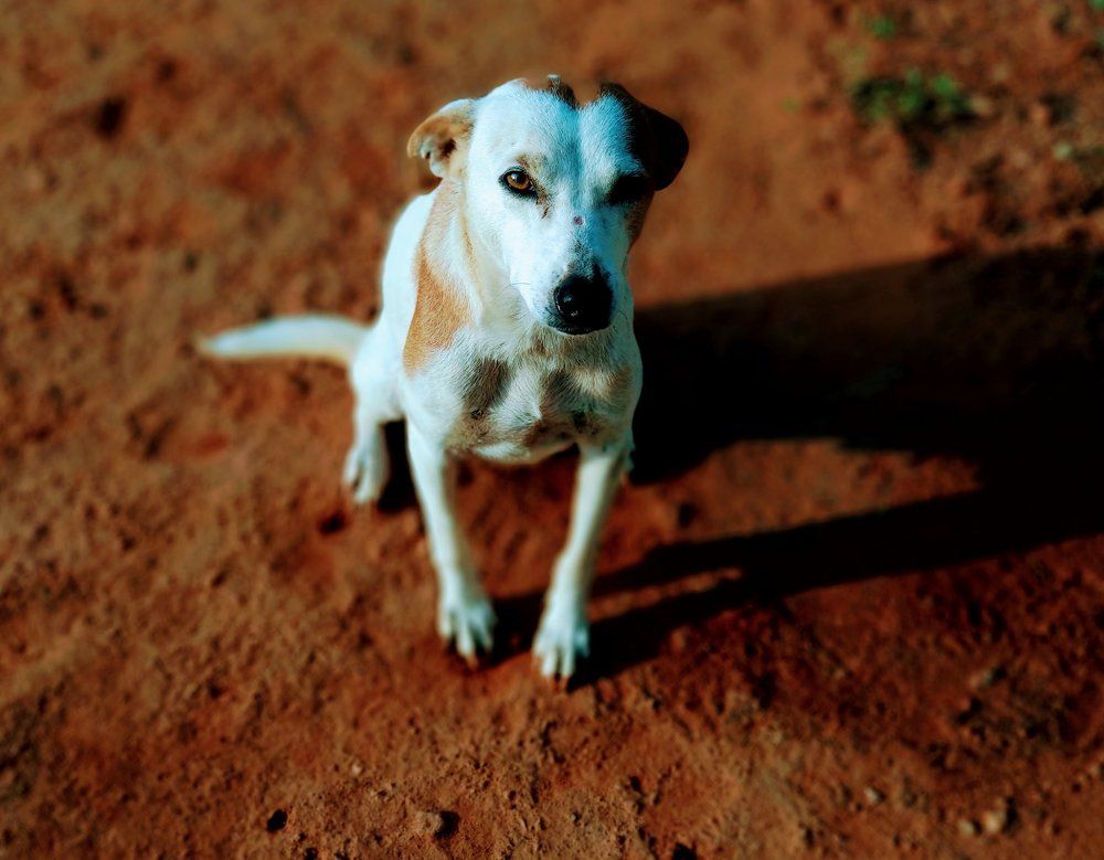 Pet