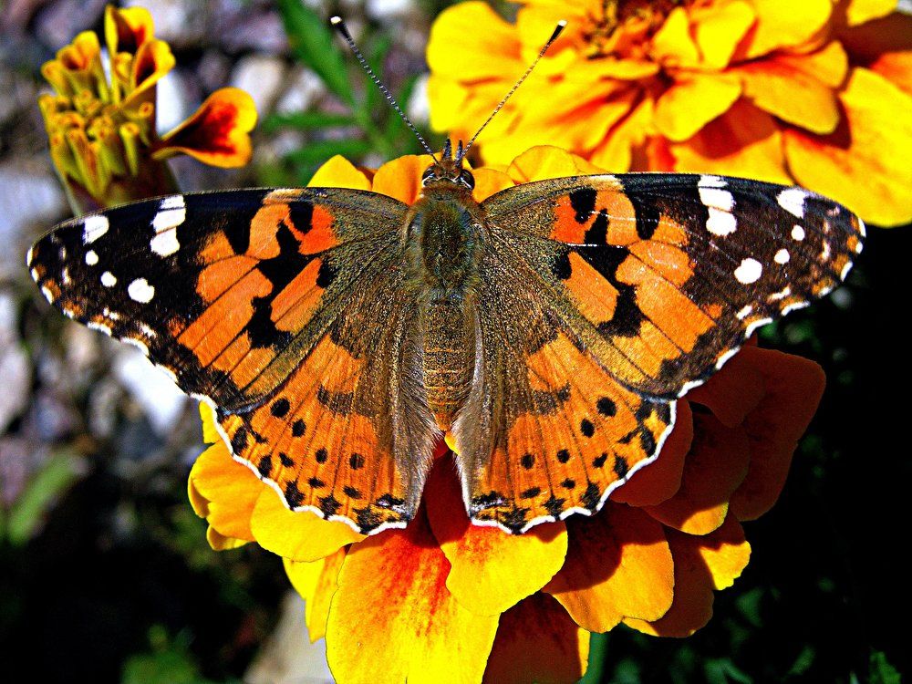 Все цвета в гости к нам