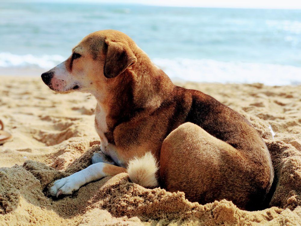 Pet