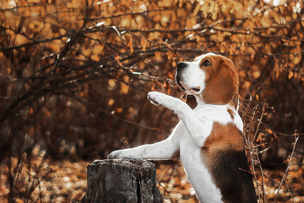 Рыжая осень с рыжими собаками