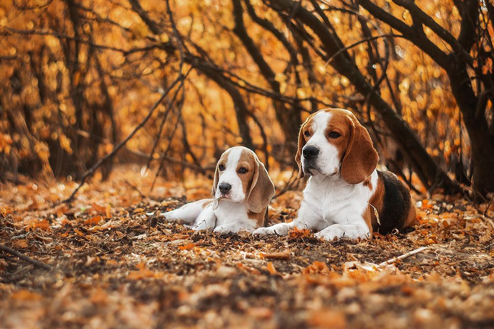 Рыжая осень с рыжими собаками