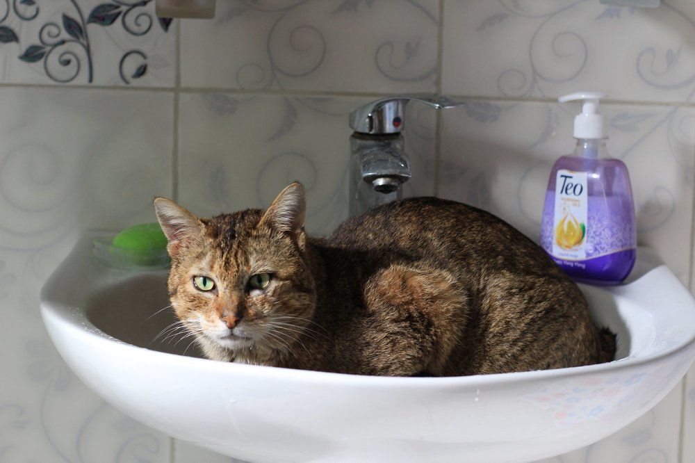 Фотография автора Marina Samarina