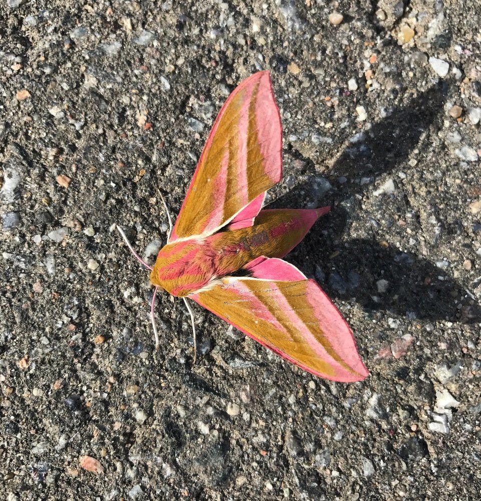 Бабочка неизвестного происхождения