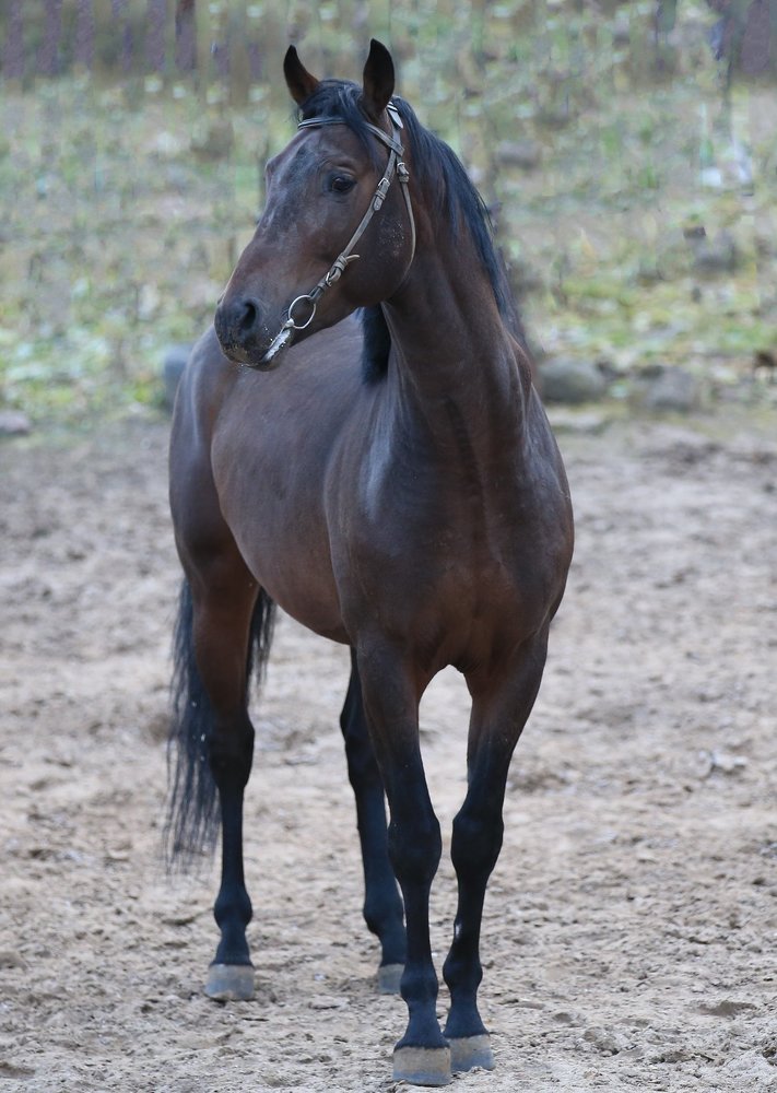 Чистокровный скакун.