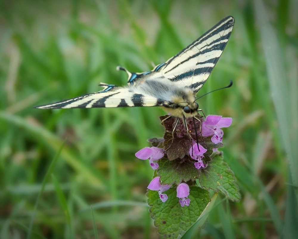 Photograph by Сударыня-МСИ