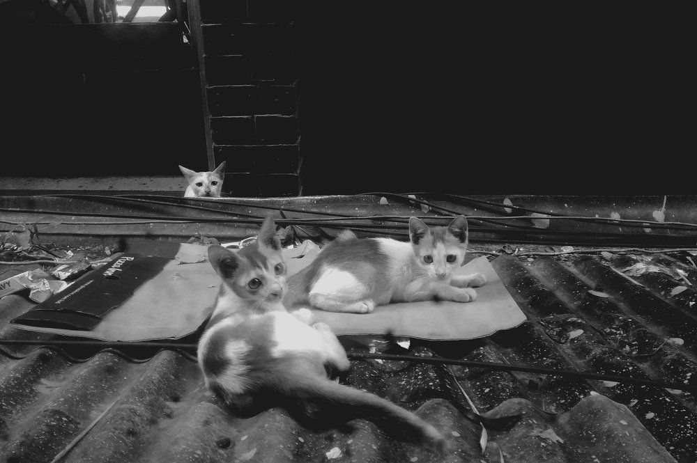 what are you capturing, humaaaaaaan...