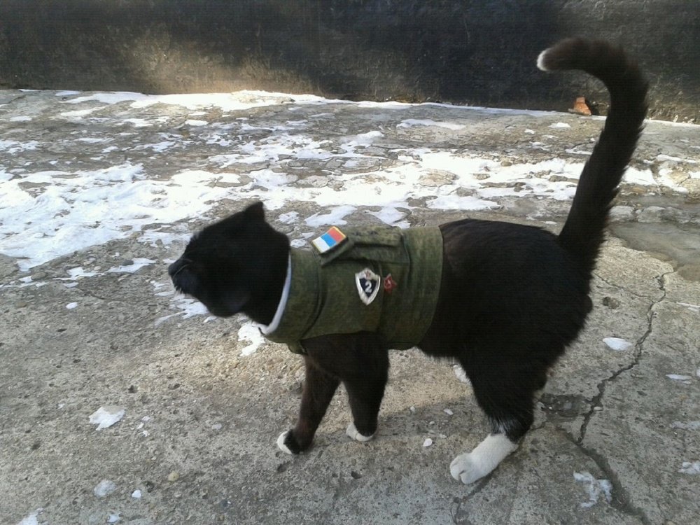 кот прапорщик...
