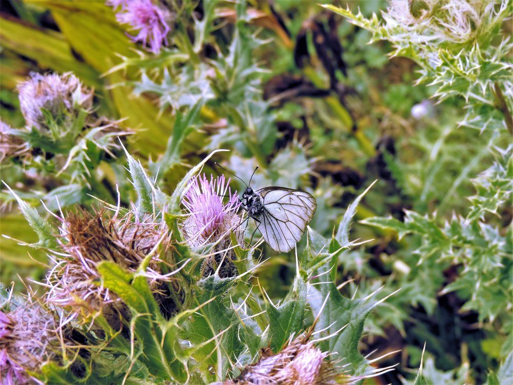 Чудный день