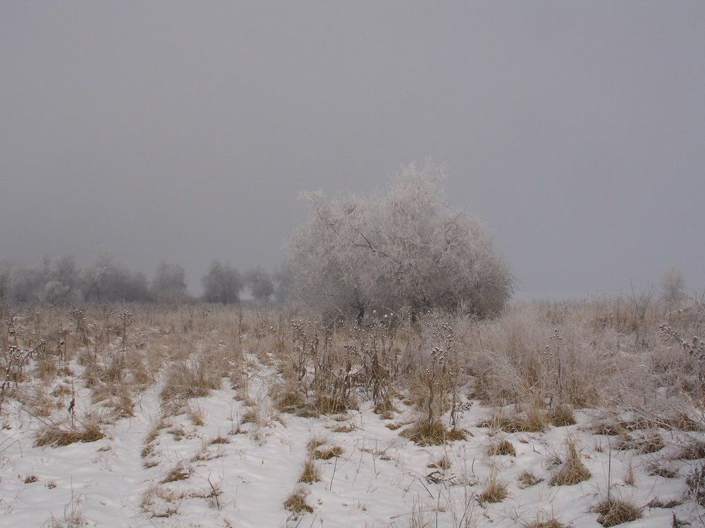 Утро туманное