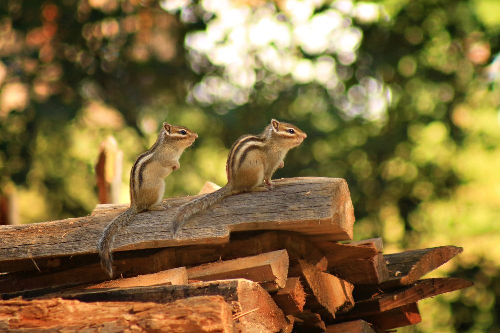 Чип и Дейл (Chip 'n' Dale)