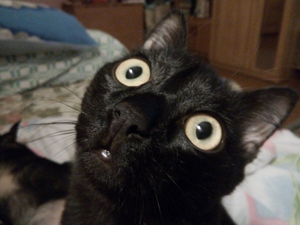 Увидел комара...