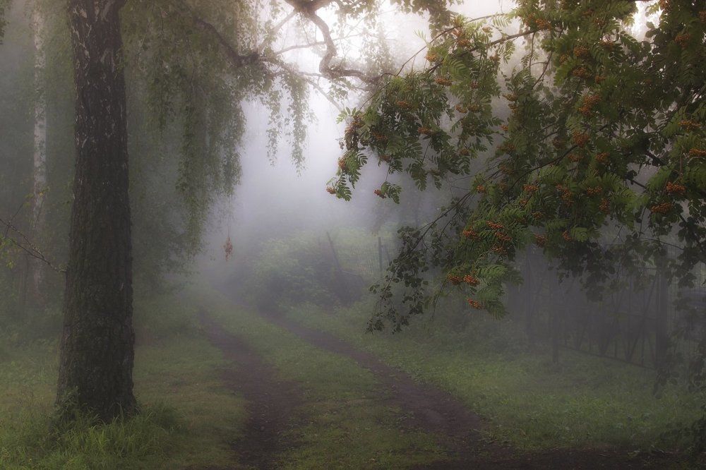 Гроздья рябины в туманной дымке..