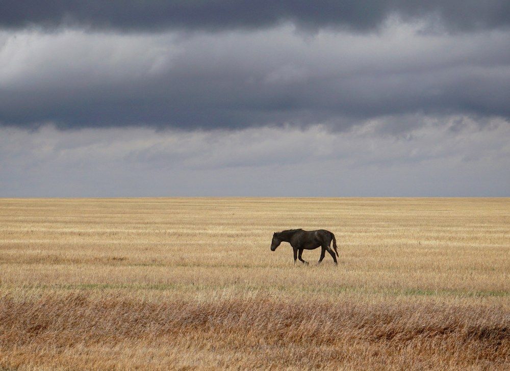 Алтайская степь
