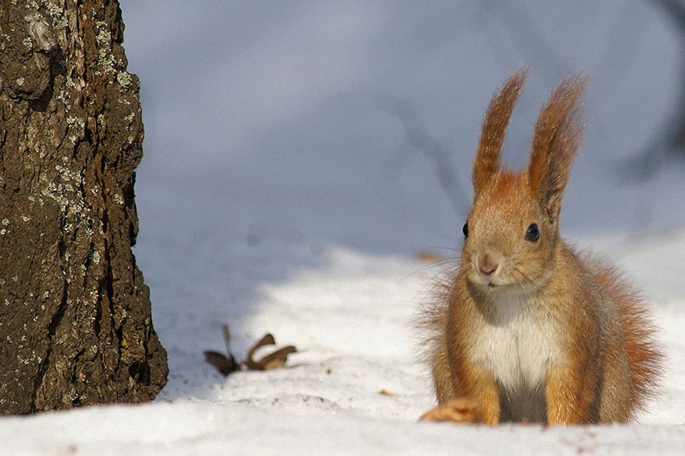 Весенний март