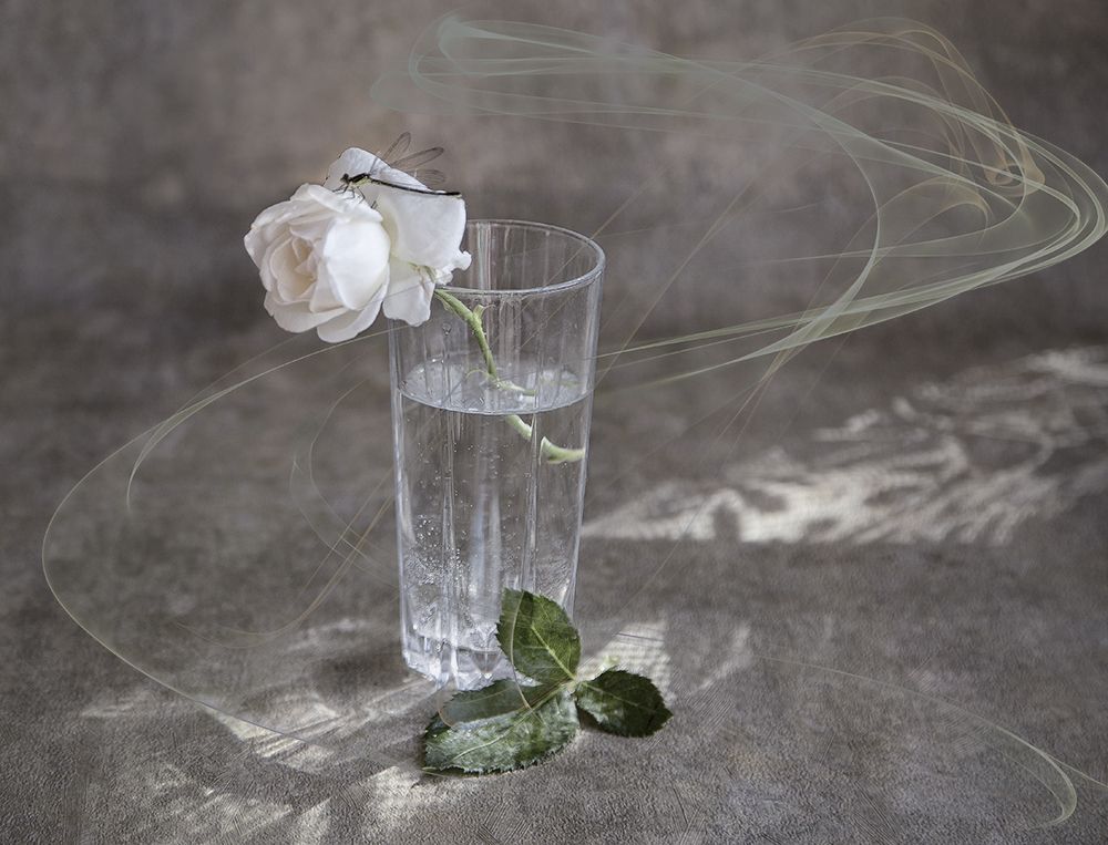 Мечты о белой розе