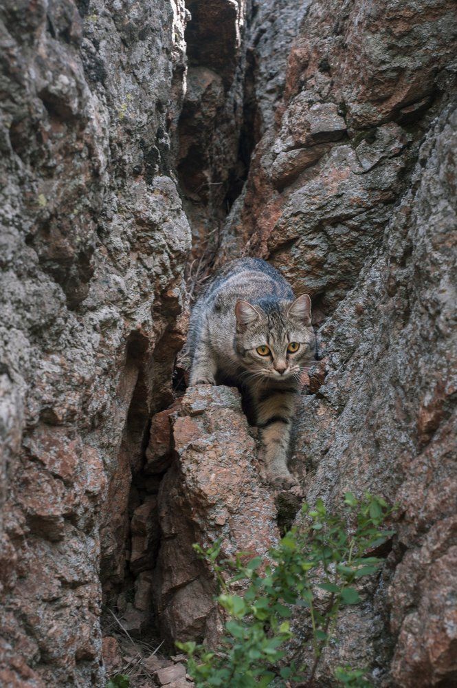 Домашний? кот