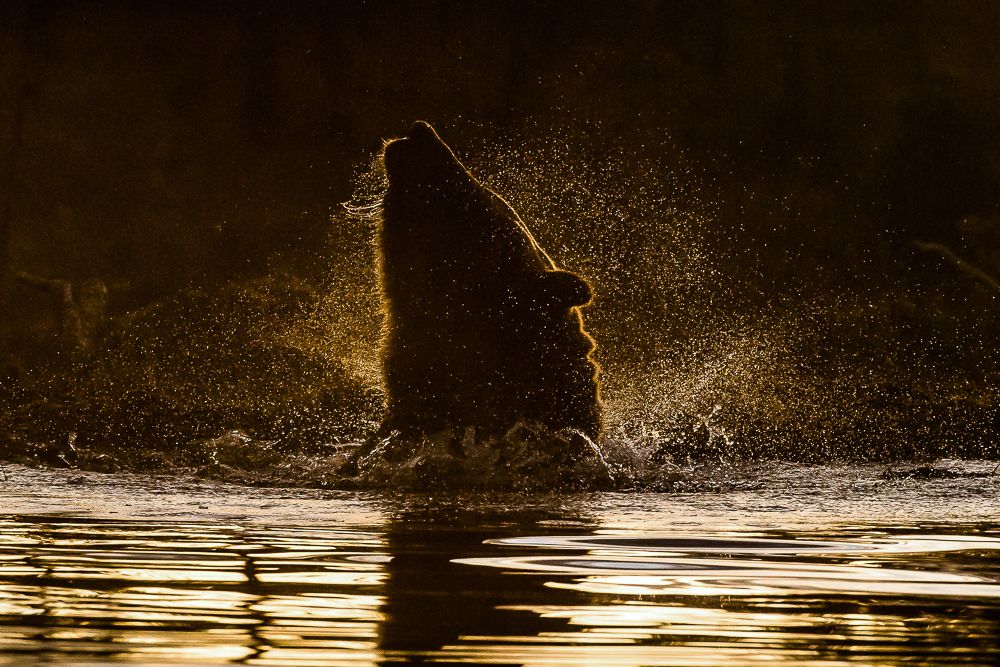 The swimming bear
