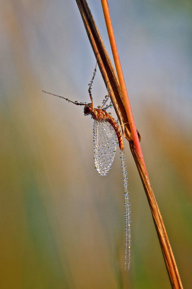 утро подёнки