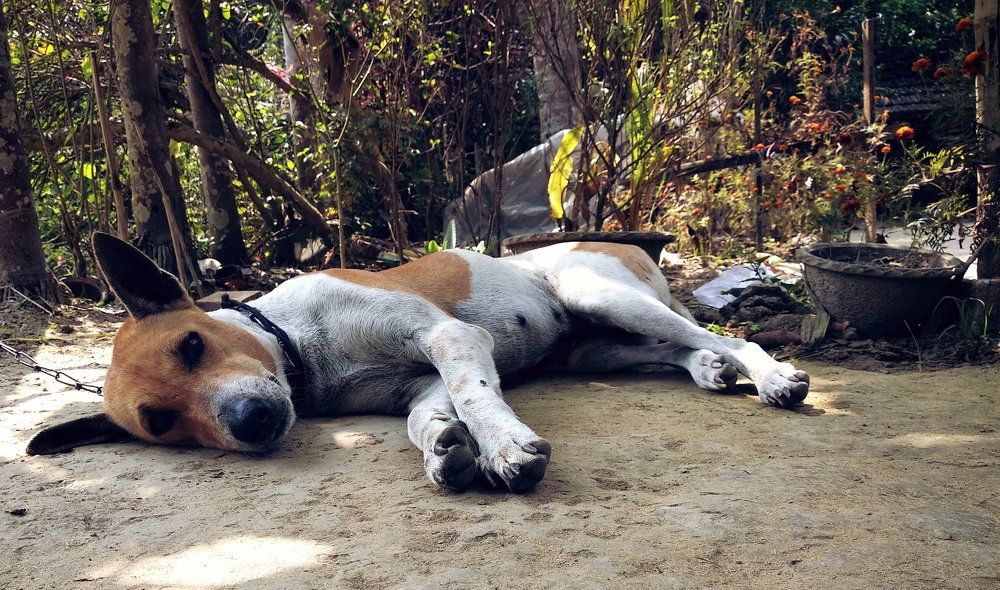 Photograph by Arpita Malakar