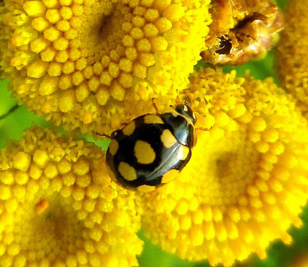 В жёлтых тонах