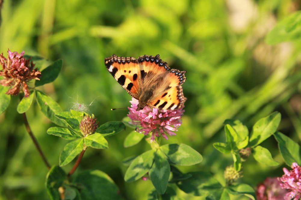 Цветок и бабочка