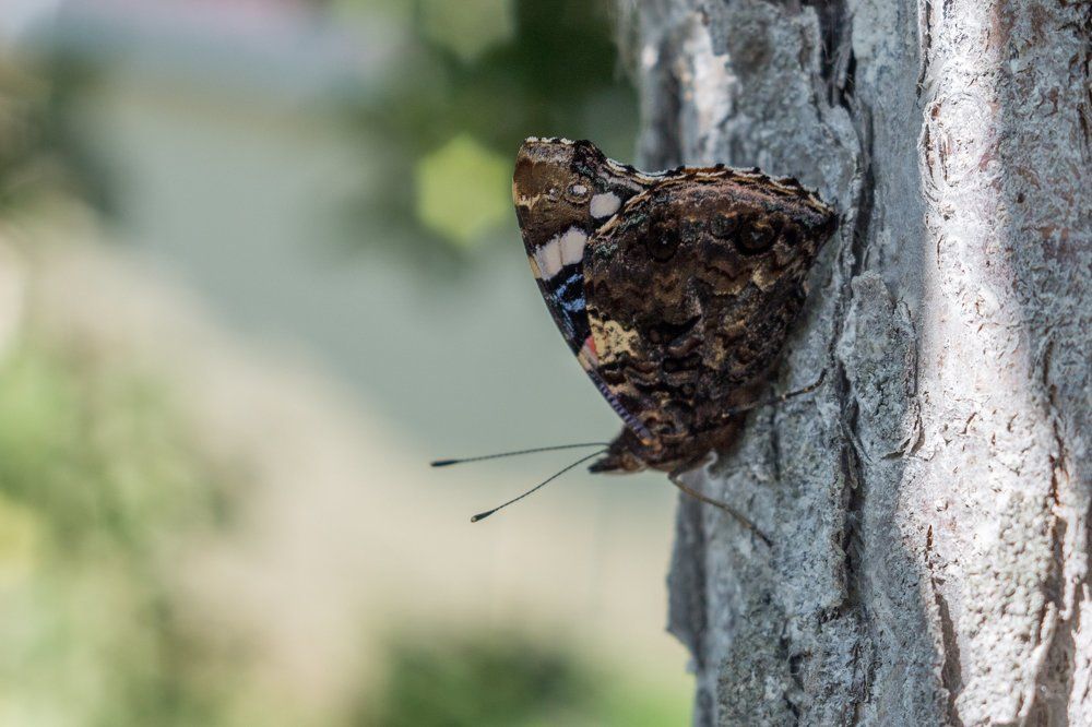 Photograph by Valery Vinnitsky