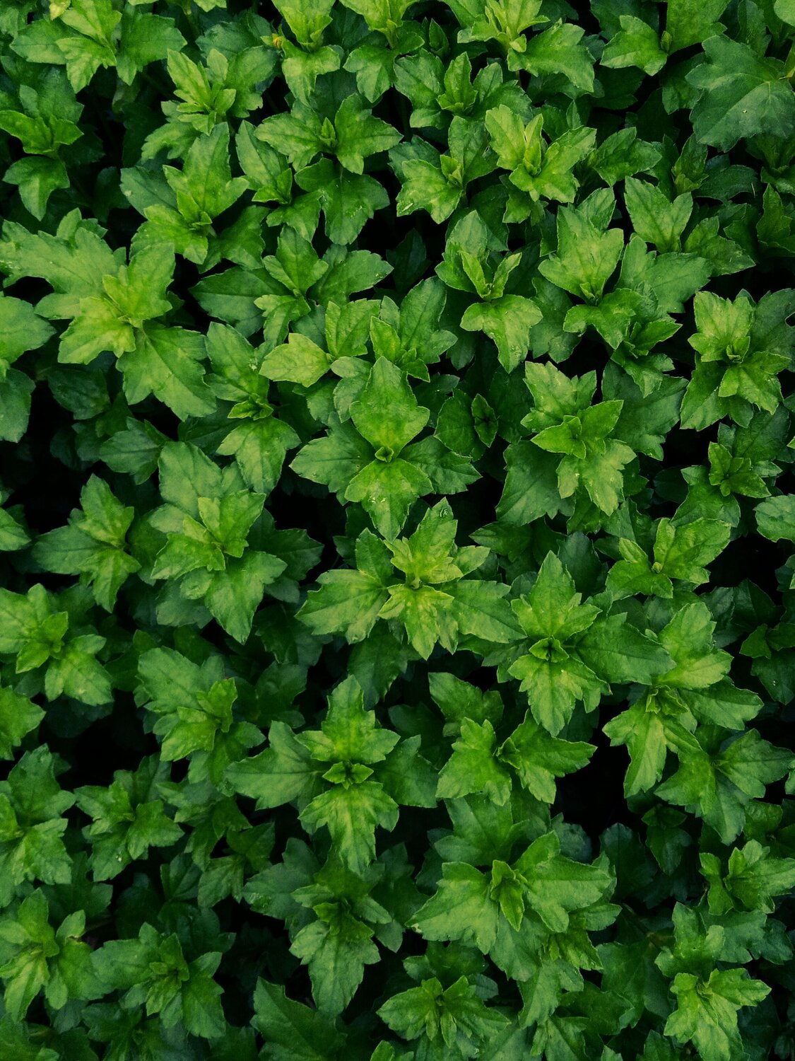LUSH GREEN