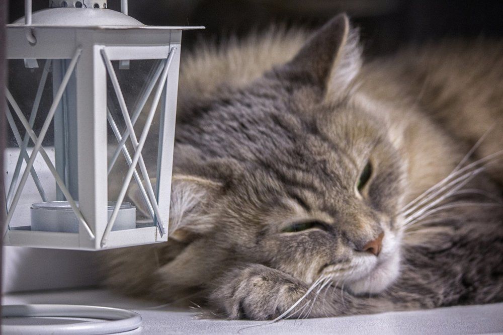 Сладких снов, малышка!