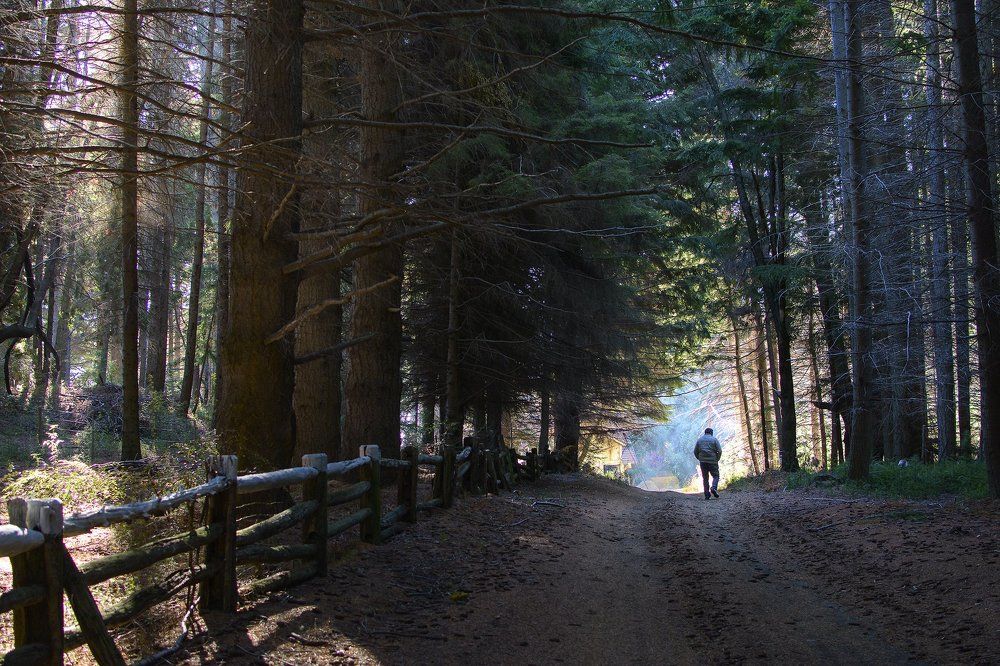 To the heart of the forest