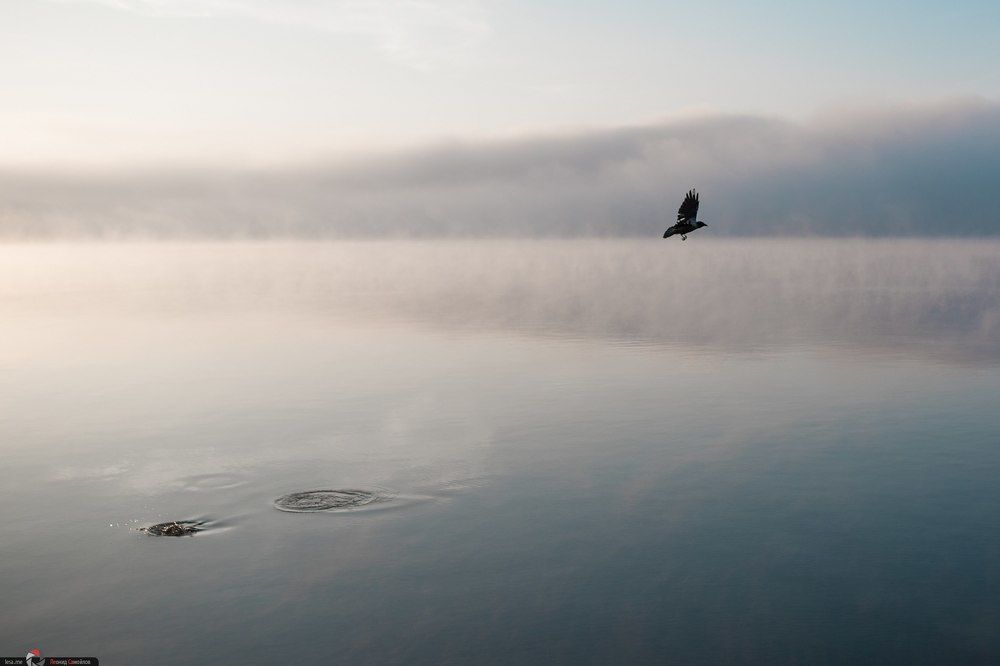 Охота в тумане