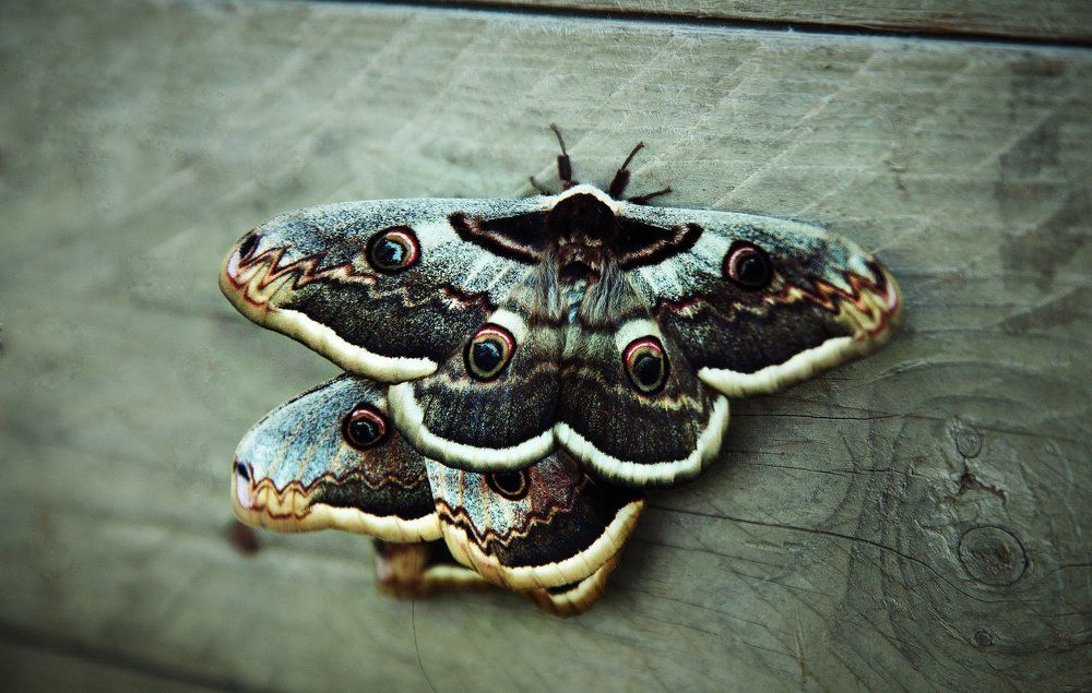 Бабочка - ночной павлиний глаз.