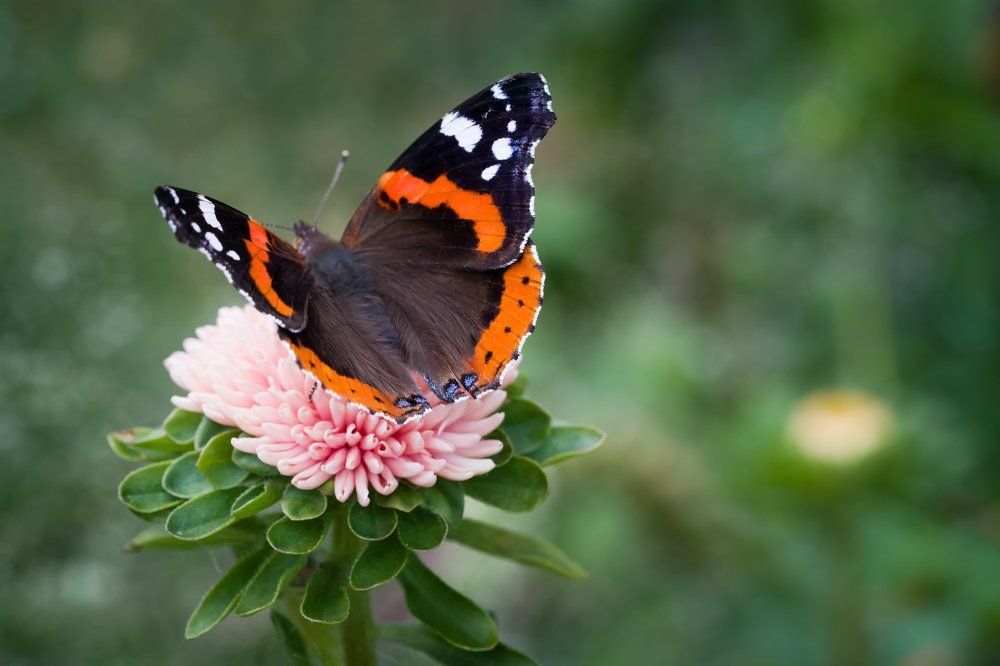 Фотография автора ЯR Ольга