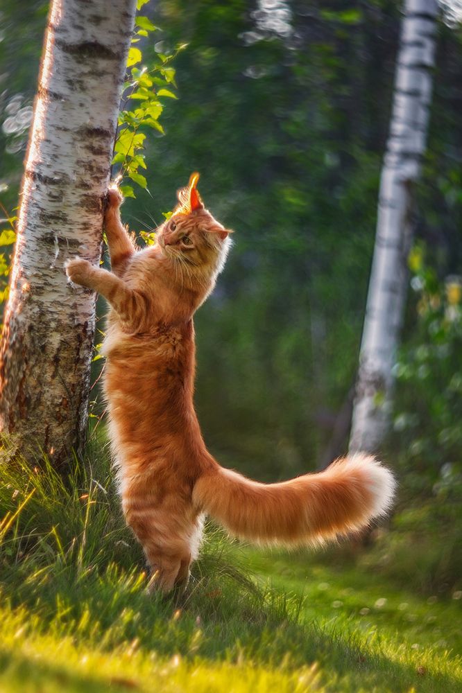 Радости лета