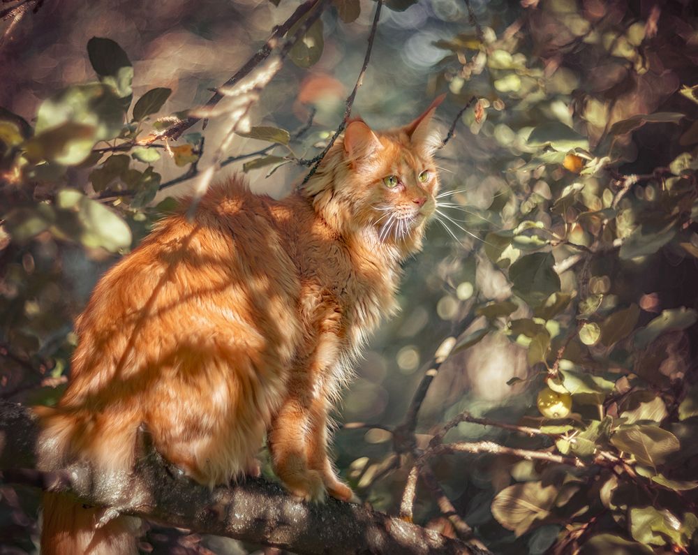 Скоро осень