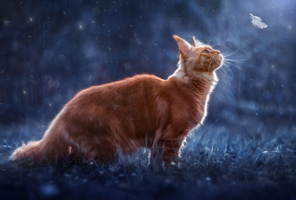 Волшебная ночь