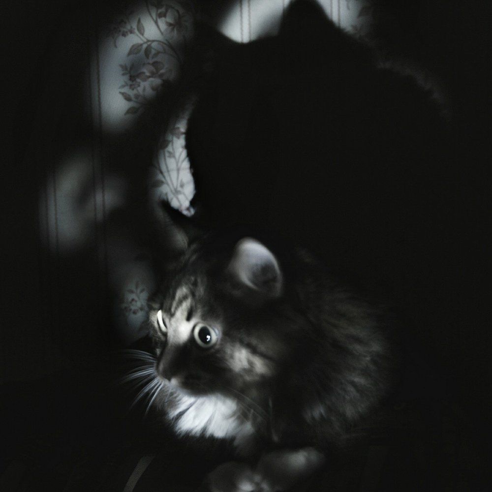 Black&night