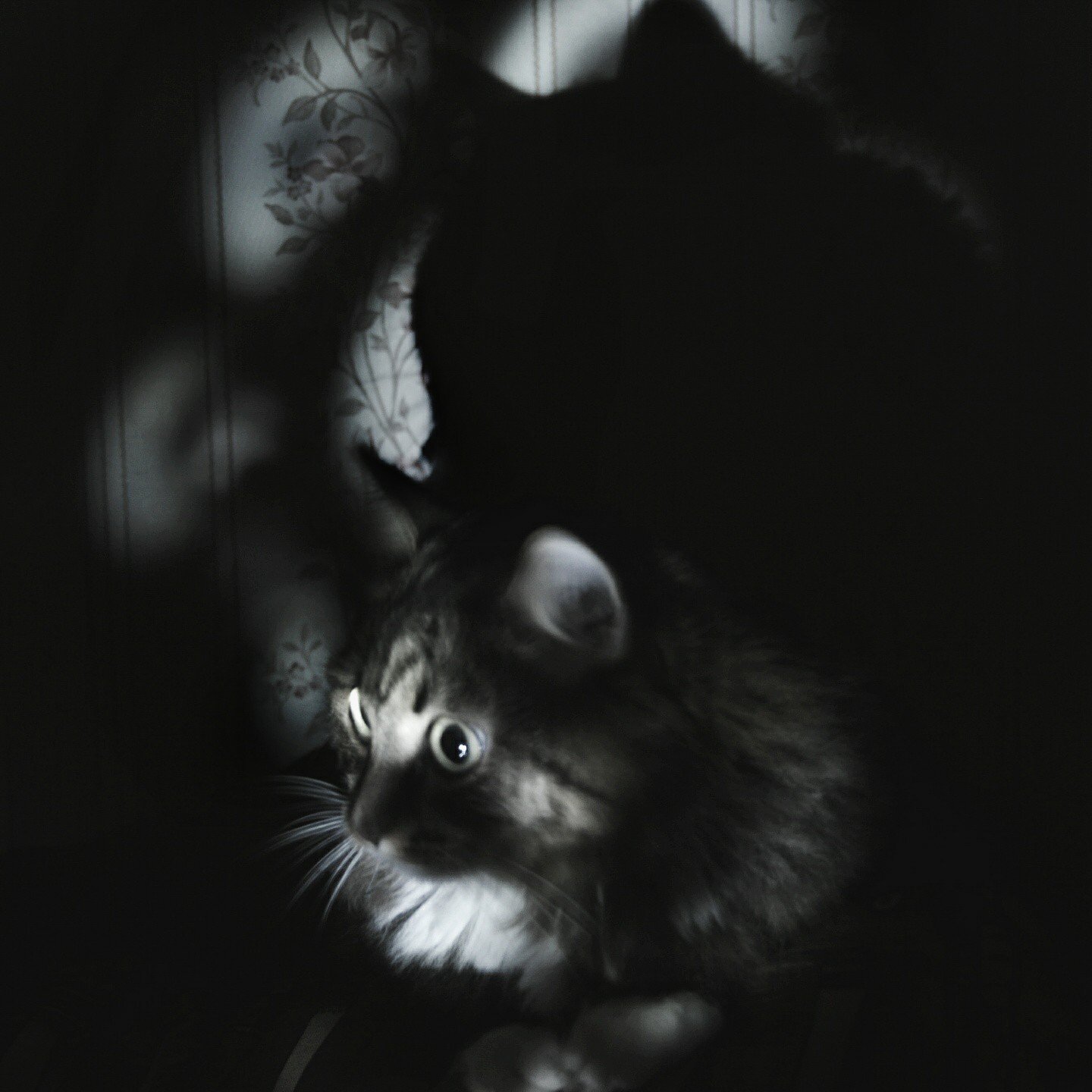 Black&night