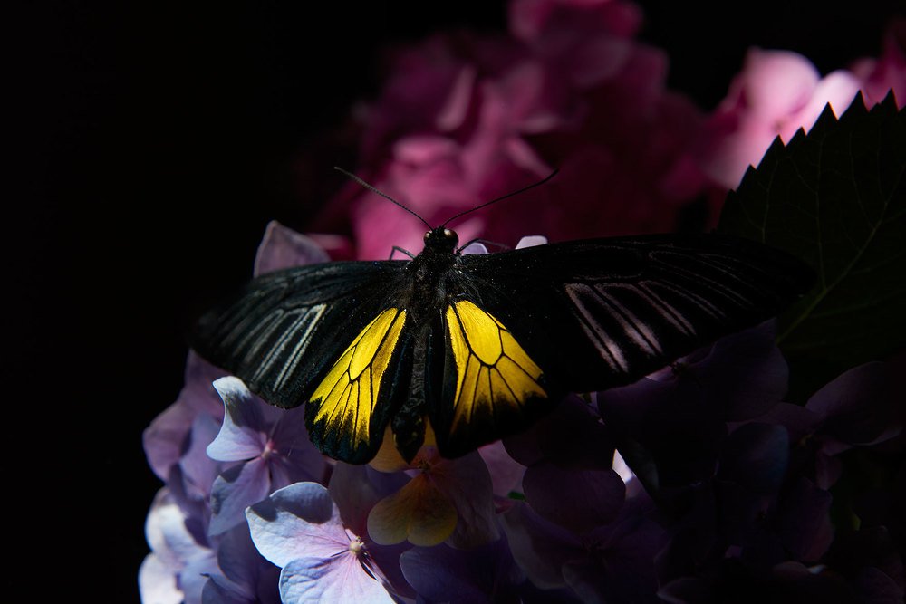 Жизнь в цветах