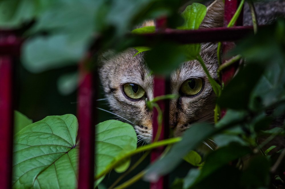 Gazing Eyes of the pet