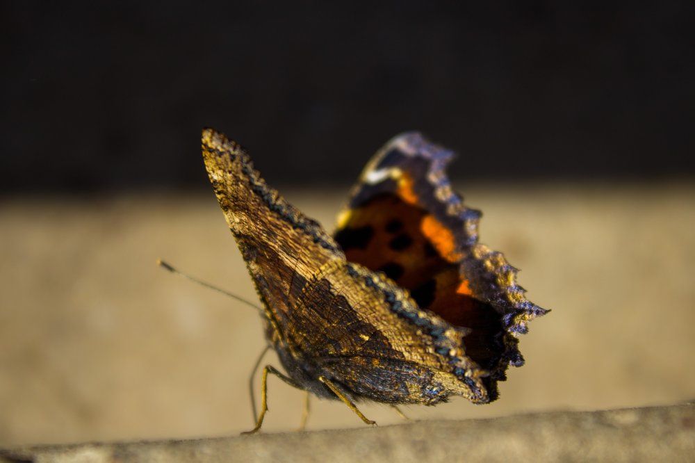 Photograph by Yuliya Dejkun