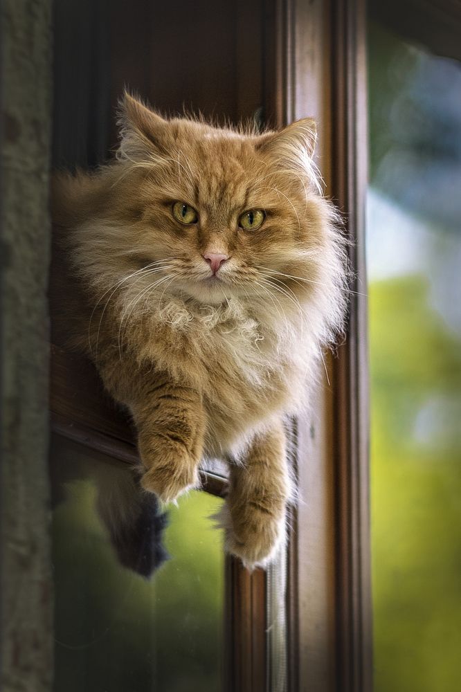 Мудрый взгляд из форточки.....