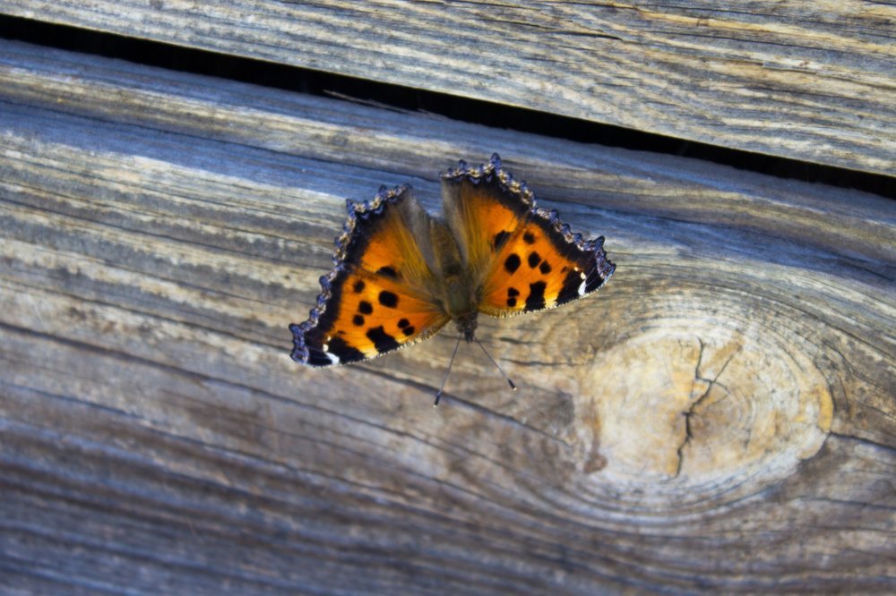 Photograph by Yuliya Dejkun