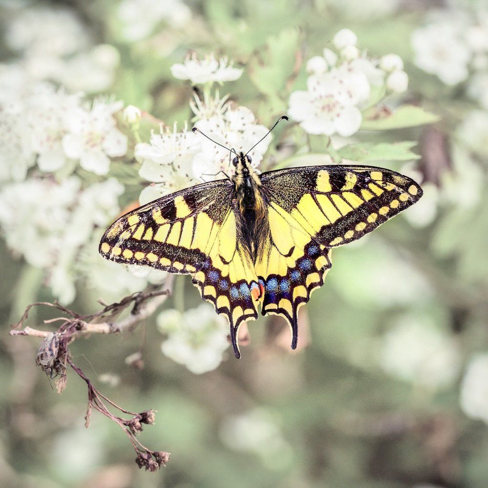 Photograph by Boris Dmitijeff