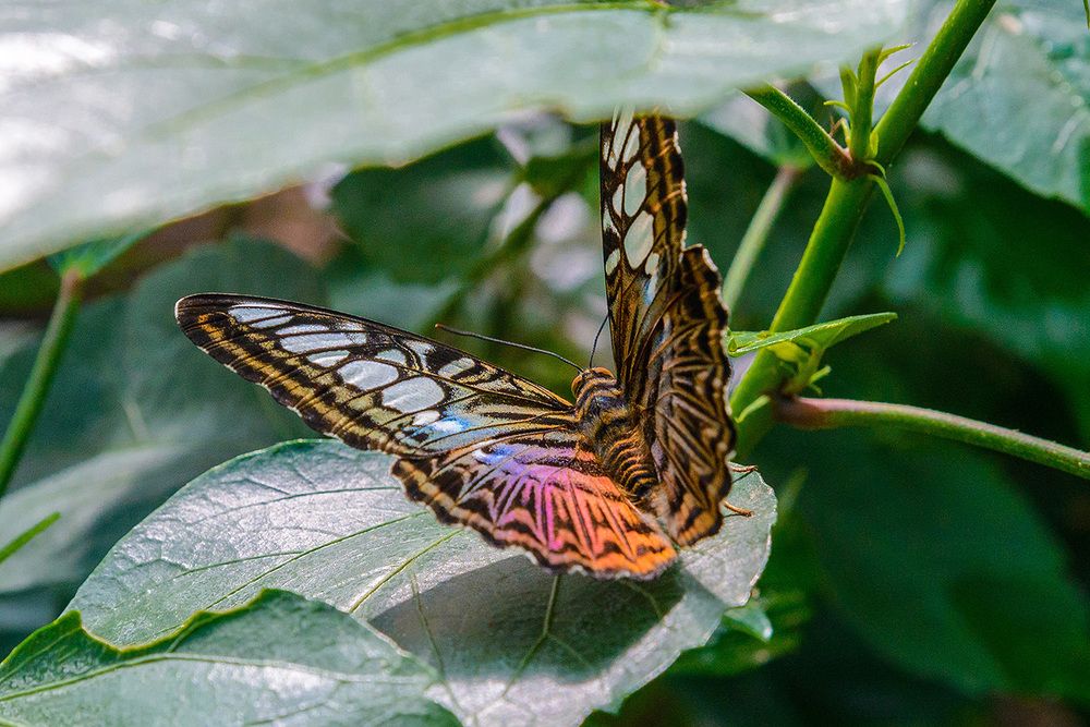 Тропическая крсавица
