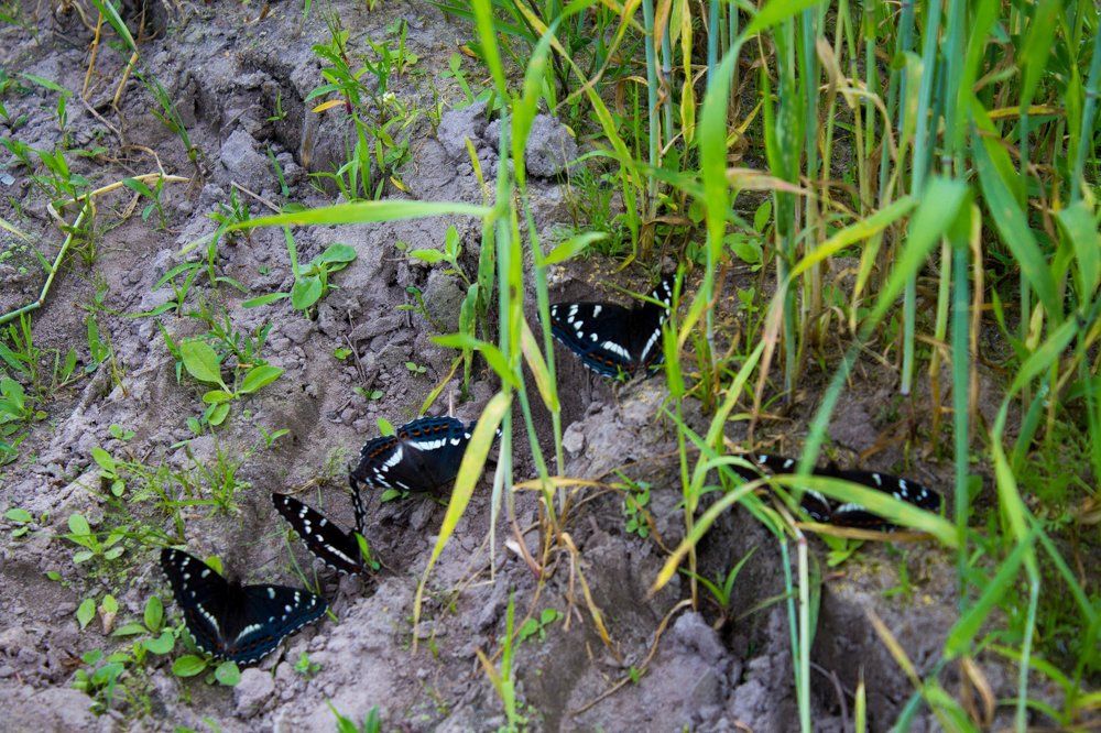 Собрание бабочек