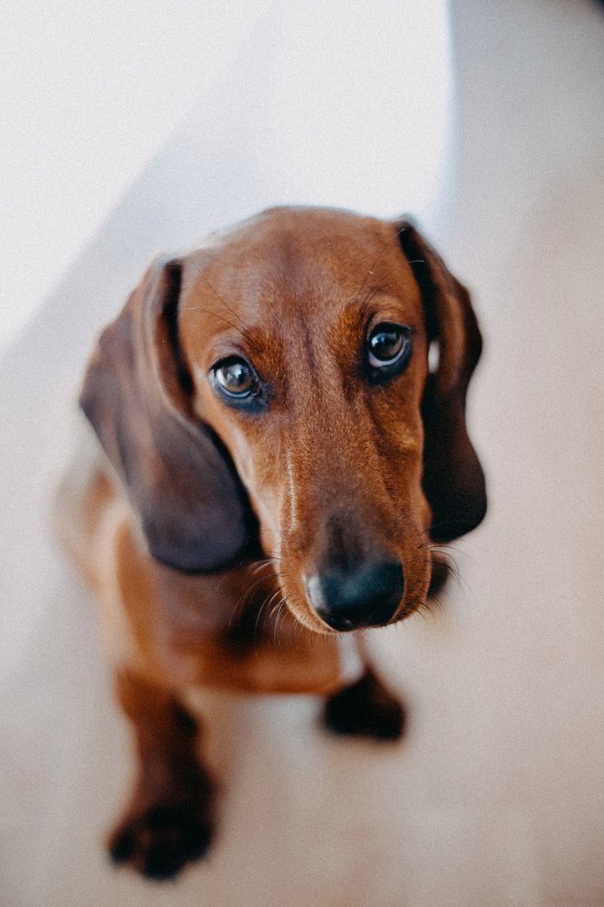 Бадди супер пес!