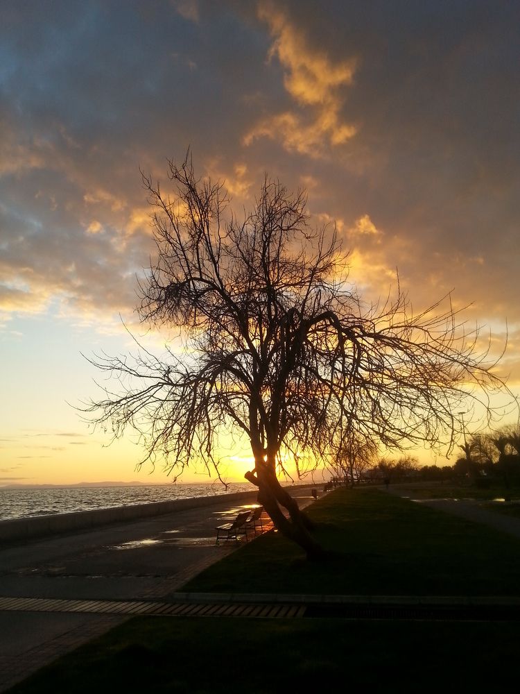 arbre