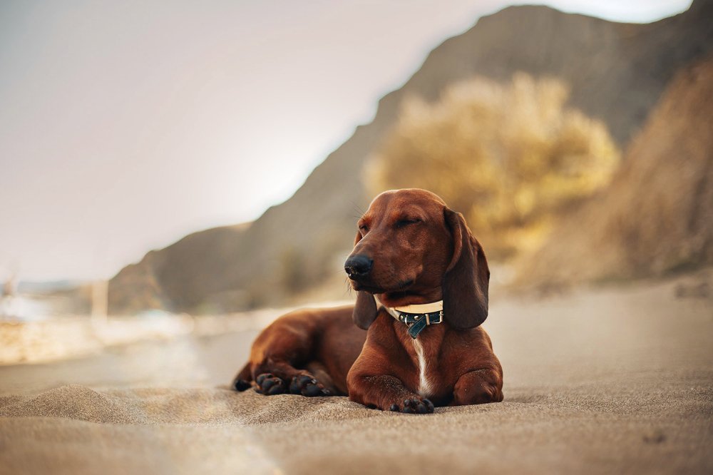 Такса на пляже