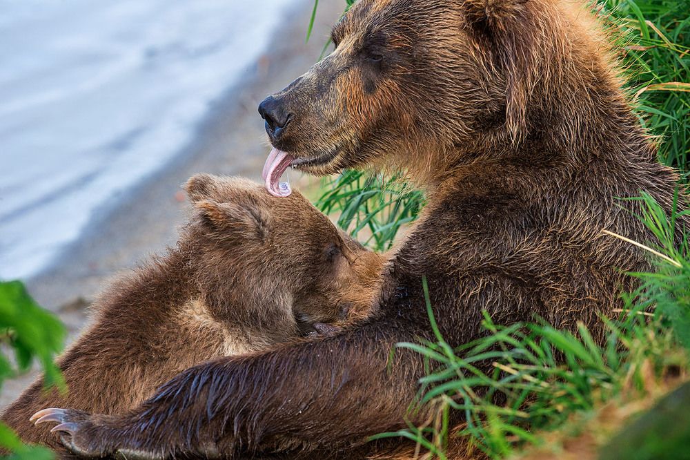 Материнская нежность.